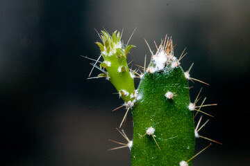 cactus close up