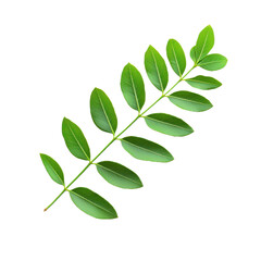 Obraz premium Acacia Leaf isolated on transparent background