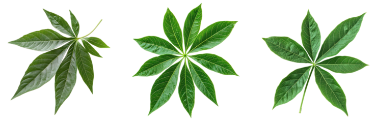 Cassava Leaf isolated on transparent background