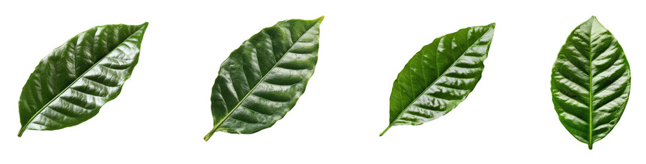 Obraz premium Coffee Leaf isolated on transparent background