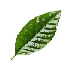 Fototapeta premium Coffee Leaf isolated on transparent background