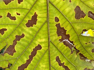 Close-up and macro photography of the green leaves of the golden teak tree. 