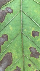 Close-up and macro photography of the green leaves of the golden teak tree. 