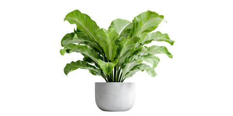 Indoor plant in a white pot