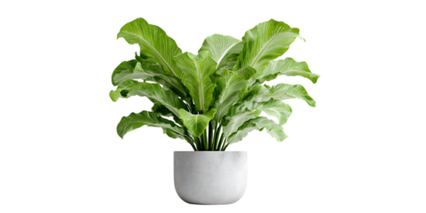 Indoor plant in a white pot