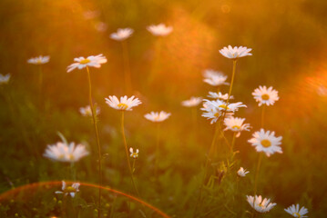 White chamomile flowers in the rays of the sun in a summer meadow. Flowers in the side.