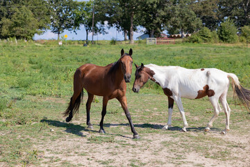 Fototapeta premium BeAUTIFUL HORSES AT A WEDDING VENUE IN MISSOURI