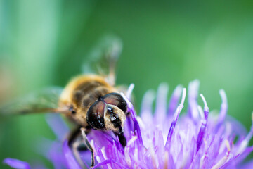 Abeille sur une Centaurées