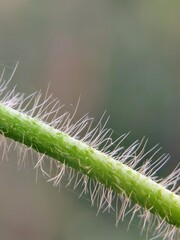 Micro Life: Detailed Portrait of Fine Hairs (Trichomes) on Spider Web-Covered Stems of Bandotan (Ageratum conyzoides)
