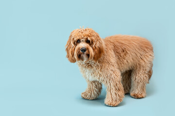 Curly brown Labradoodle or poodle or goldendoodle dog on a blue isolated background