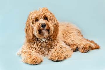Curly brown Labradoodle or poodle or goldendoodle dog on a blue isolated background