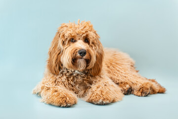Curly brown Labradoodle or poodle or goldendoodle dog on a blue isolated background