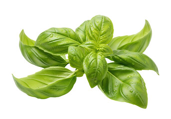 Obraz premium Fresh vibrant green basil leaves with glistening water droplets perfect for culinary use.