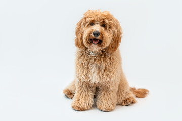 Curly brown Labradoodle or poodle or goldendoodle dog on a white isolated background