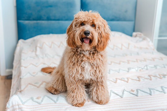 Fluffy Dog Labradoodle or goldendoodle dog Relaxing on a bedroom bed in a home with a beautiful modern interior