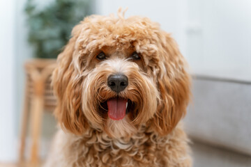 Fluffy Dog Labradoodle or goldendoodle dog Relaxing on the couch in home with a natural modern...