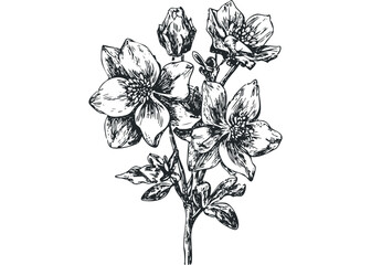 Hand Drawn Botanical Sketch of Hellebore Flowers. Vector hand drawn illustration