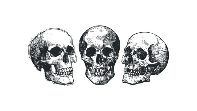 Three detailed human skulls presented in a stylized, hand-drawn engraving style.. Vector hand drawn illustration