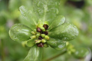 Portulaka pospolita warzywna Portulaca oleracea