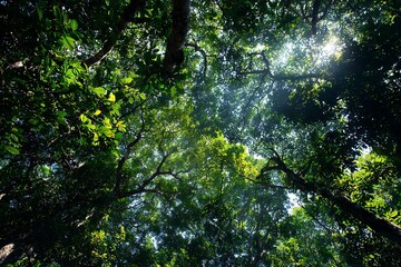 Fototapeta premium sunlit treetops with dense green foliage 
