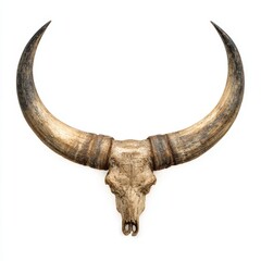 Fototapeta premium A detailed close-up shot of a bull skull with large, curving horns against a clean backdrop. The skull is a light, natural bone color, with shades of brown on the horns