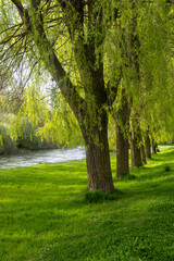 The Carrion River flowing through willows in Carrion de los Condes