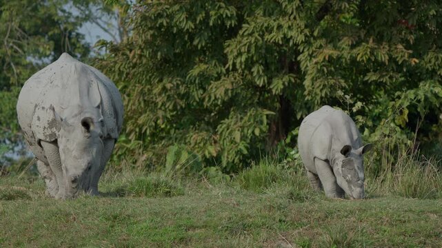 Greater One-horned Rhinoceros (Rhinoceros unicornis) with its cub feeding on the grasslands of Kaziranga National Park, Assam, India. This vulnerable species represents the rich biodiversity.