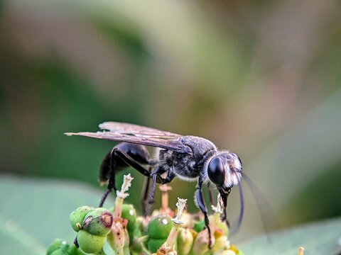 Insect Charm: Spider Wasps (Pompilidae) in the Morning Sunlight of a Grassland