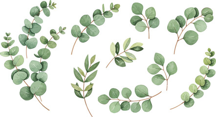 a collection of green eucalyptus leaves on white background © AL-AMIN