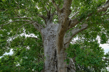 Fototapeta premium A massive baobab tree with its thick trunk and sprawling green canopy, showcasing the ancient and iconic tree of Africa.