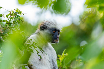 A Zanzibar red colobus monkey rests quietly among the forest foliage, an endangered primate species...