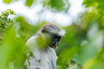 A Zanzibar red colobus monkey rests quietly among the forest foliage, an endangered primate species unique to the island of Zanzibar, Tanzania.