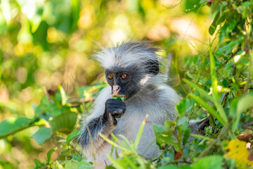 A Zanzibar red colobus monkey rests quietly among the forest foliage, an endangered primate species...