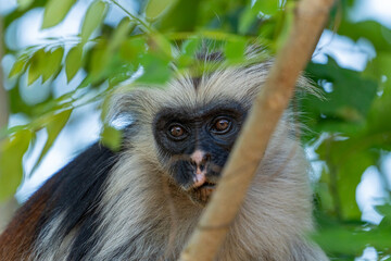 A Zanzibar red colobus monkey rests quietly among the forest foliage, an endangered primate species unique to the island of Zanzibar, Tanzania.
