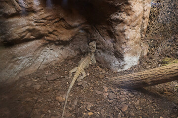 Lizard in a terrarium, camouflaged against the rocks