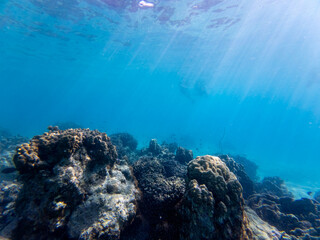 Vibrant coral reef beneath the waters of Chumbe Island, Zanzibar, showcasing biodiversity and crystal-clear tropical seas of a Marine Protected Area(MPA).