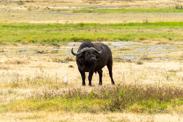 An African buffalo stands in the open grasslands of the Ngorongoro Crater, Tanzania