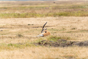A Thomson’s gazelle rests on the dry grasslands of the Ngorongoro Crater in Tanzania, its long curved horn and slender frame blending into the golden savanna.