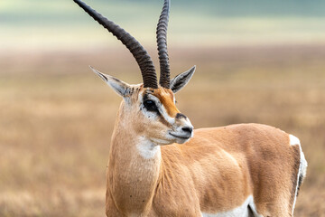 A close-up of a Thomson’s gazelle with long curved horns, standing alert in the grasslands of...