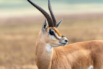 A close-up of a Thomson’s gazelle with long curved horns, standing alert in the grasslands of...
