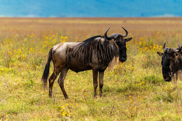 Two wildebeest stand alert in the grasslands of Ngorongoro Crater, Tanzania, surrounded by wildflowers and sweeping savanna.