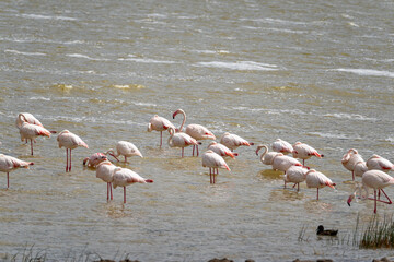 A flock of flamingos wades in the shallow waters of Ngorongoro Crater, Tanzania, feeding and resting in the alkaline lake.