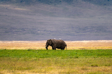 Fototapeta premium An African elephant grazes peacefully on the open grasslands of Ngorongoro Crater, accompanied by white cattle egrets perched on its back.