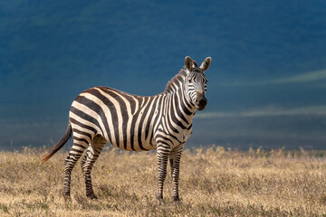 A zebra stands alert in the grasslands of the Ngorongoro Crater in Tanzania, its bold black and white stripes contrasting against the golden savanna and distant blue hills.
