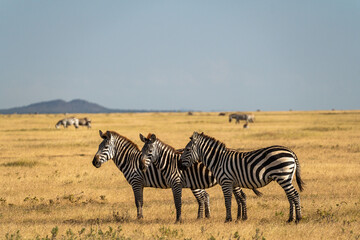 A group of zebras stands together in the golden grasslands of the Serengeti, Tanzania, with more zebras grazing in the distance.