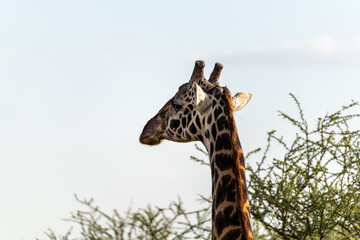 A giraffe feeds on acacia leaves in the Serengeti, Tanzania, surrounded by dry savanna vegetation...
