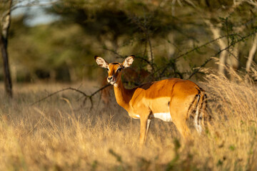 A female impala stands alert in the golden grasslands of Ndutu in the Serengeti, Tanzania, illuminated by the warm glow of sunset.