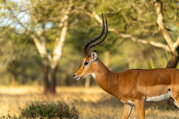 A male impala stands alert in the golden grasslands of Ndutu in the Serengeti, Tanzania, its long curved horns catching the sunset light.