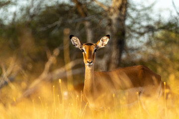 A female impala stands alert in the golden grasslands of Ndutu in the Serengeti, Tanzania, illuminated by the warm glow of sunset.