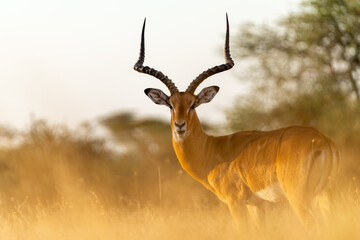 A male impala stands alert in the golden grasslands of Ndutu in the Serengeti, Tanzania, its long curved horns catching the sunset light.
